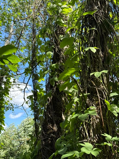 This is a vertical, close-up, outdoor shot of tangled vines and branches interwoven with green leaves against a bright blue sky with scattered white clouds. The perspective is looking upwards through the foliage, with the vines dominating the foreground and midground. The leaves are vibrantly green and appear healthy, catching the sunlight. The vines are thin and numerous, creating a dense network around what appears to be a tree trunk, which is dark and textured.
The scene suggests a natural, overgrown environment, possibly a garden, forest edge, or a park. The bright, clear sky indicates daytime, likely sunny with pleasant weather. The light filtering through the leaves creates dappled patterns and highlights. There are no people or distinct objects visible, only the natural elements of plant life and the sky. The overall impression is one of lush greenery and natural growth. There is no visible text in the image. The location context provided is Tatishchevo, Russia.