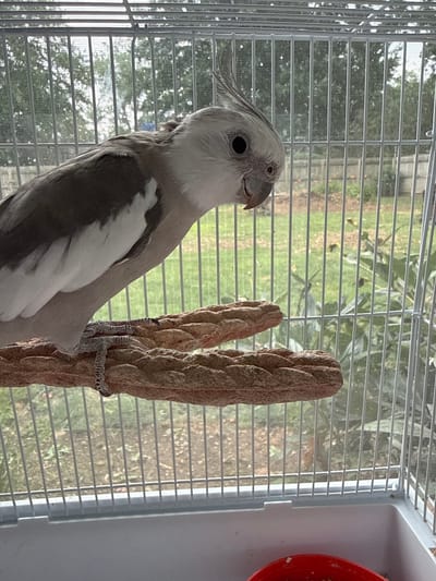 A cockatiel is perched on a rough-textured perch inside a white cage. The bird is predominantly grey and white with a distinctive crest of feathers on its head. Its eye is black, and its beak is a pale orange. The perch is horizontal and appears to be made of braided material. Behind the cage, a blurred background shows green foliage and trees, suggesting an outdoor environment. The cage has a white base and silver bars. The image is taken from a slightly elevated perspective, looking down at the bird. No people or specific city details are visible in the image.
