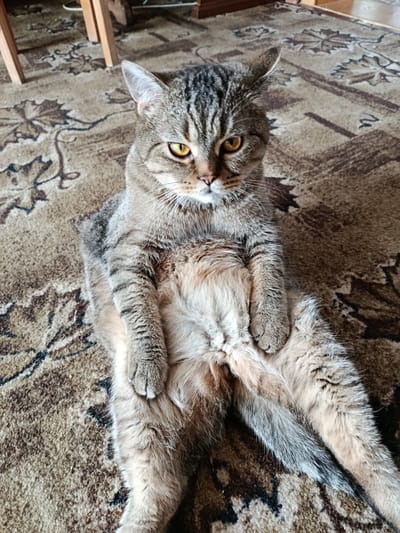 A tabby cat with yellow eyes sits on a patterned carpet in a room. The cat is facing forward, with its legs splayed out in front of it. The cat's fur is a mix of gray, brown, and black stripes. The carpet is a light brown color with a dark brown floral pattern. In the background, a wooden chair leg is visible. The scene appears to be indoors, likely in a home. There is no indication of the cat's location within the city of Novozybkov, Russia.