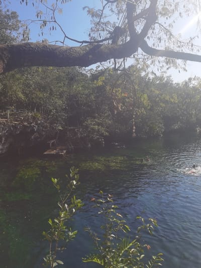The image shows a body of water with a tree branch extending over it, a small platform in the water, and some greenery along the shore. The water is clear and appears to be a cenote. There are a few people swimming in the water. The location is a cenote in San José, Mexico. The coordinates 20.492, -87.258 place the location near a cenote called "Cenote Dos Ojos."