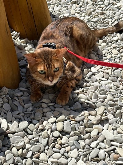 A brown tabby cat with green eyes lies on a bed of small, light-colored pebbles. The cat is wearing a black harness with a red leash attached. The cat is positioned on the right side of the frame, facing the camera. In the background, to the left, are two thick, wooden posts, likely part of a structure. The ground is entirely covered in pebbles. The scene appears to be outdoors, possibly in a park or yard.