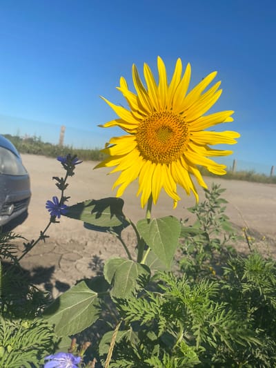 A bright yellow sunflower dominates the right half of the frame, its petals fanned out against a clear blue sky. To the left of the sunflower, a slender stalk bears small, delicate blue flowers, likely chicory. The foreground consists of green, feathery foliage and the rough, cracked surface of dry earth. In the background, a dirt road stretches into the distance, bordered by sparse vegetation and a few indistinct posts. A silver car is partially visible on the left side of the image, parked near the road. The scene suggests an outdoor, rural setting, possibly on the outskirts of Novooleksandrivs'ke, Ukraine.