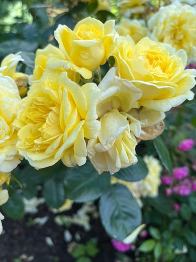 The image displays a close-up of a cluster of yellow roses in full bloom, some with visible water droplets on their petals, suggesting recent rain or dew. The roses exhibit multiple layers of soft, ruffled petals, with some appearing more fully opened than others. In the background, out-of-focus elements include dark green foliage and hints of pink flowers, adding depth and color contrast. The overall lighting suggests an outdoor setting, likely in a garden. The scene is devoid of human presence. This image was captured in Otyakovo, Russia, showcasing the natural beauty of the local flora.