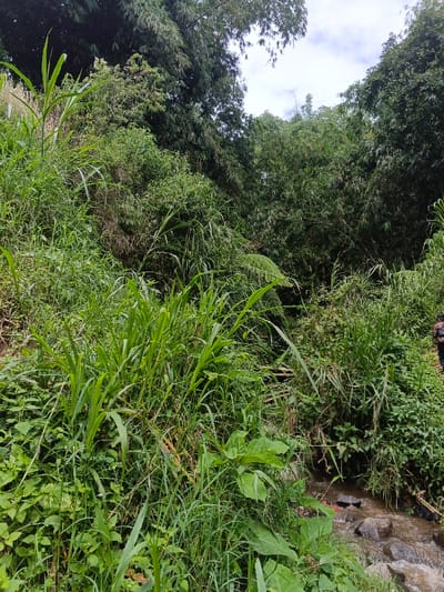 Lush, dense foliage dominates the scene, with tall grasses and leafy plants filling the foreground. A small stream flows through the right side of the image, with visible rocks and dark-toned water. Bamboo trees and various other trees form a dense canopy in the background. A person, partially obscured by foliage, stands on the right side of the image. The overall impression is one of an overgrown, natural environment.