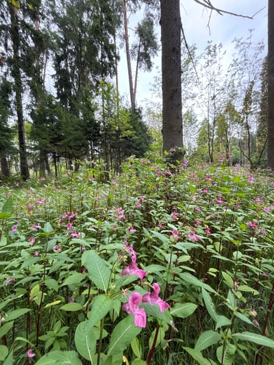 The image shows a dense patch of pink impatiens flowers in a forest setting. The flowers are tall and abundant, with many stems and leaves. Some trees are visible in the background, with tall trunks and green foliage. The sky is overcast. The scene is a natural environment, likely a woodland area. The location is identified as Pavlovskaya Sloboda, Russia. There are no people or animals visible in the image. The focus is on the flora, specifically the numerous pink flowers and lush green vegetation.