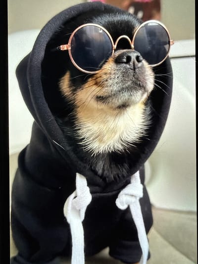 A close-up shot shows a small dog wearing a black hoodie and rose gold sunglasses. The dog has black fur on its head and ears, with tan and white fur around its muzzle and chest. The hoodie's drawstrings are white and tied. The background is a neutral, light color. The scene is indoors, likely in a home. There is no indication of a specific location in the city of Летний Отдых, Russia.