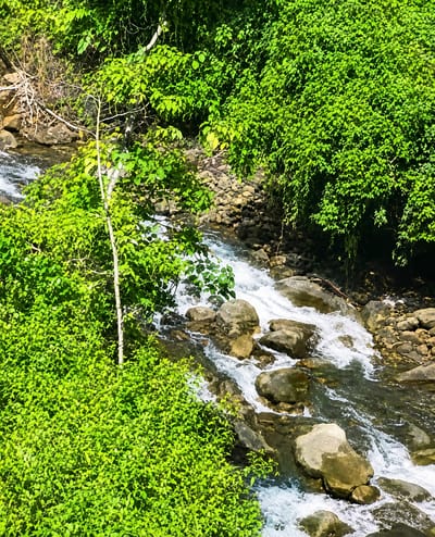 The image depicts a natural landscape with lush green foliage and a flowing river. In the foreground, vibrant green bushes dominate the lower left side of the frame, with their leaves dense and overlapping. A slender tree with lighter green leaves stands centrally, its trunk a pale color. Behind this tree, the river cascades over rocks, creating white frothy water. The riverbanks are lined with stones and more dense green vegetation. The upper portion of the image is filled with a canopy of dark green leaves, suggesting a dense forest or jungle. The lighting suggests a sunny day, with some areas in shadow. There are no people or man-made structures visible in the scene, indicating a remote natural setting. The location is identified as Gunung Ambat, Indonesia, known for its natural beauty and dense vegetation.