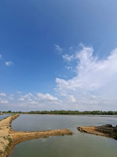 This is a photograph of an agricultural landscape, likely in Dayahtuha, Indonesia. The image is oriented vertically, with the sky occupying the left two-thirds and a body of water with dirt embankments filling the right third.
The sky is a vibrant blue with scattered white cumulus clouds, suggesting a clear and possibly sunny day. The sun appears to be high in the sky, indicating it is likely daytime, though it's difficult to determine the exact time.
The water is calm and appears to be a cultivated pond or paddy field, separated by raised earthen walls. These walls are a light brown color and appear to be made of compacted soil. Some sparse green vegetation is visible on the edges of these embankments.
In the distance, a dense line of dark green trees forms a natural horizon. Beyond the trees, a sliver of lighter sky is visible. The overall scene evokes a sense of tranquility and rural life. There are no people or specific objects that stand out, emphasizing the natural and agricultural elements of the location. The photograph captures the vastness of the sky contrasting with the ordered, man-made water features of the landscape.