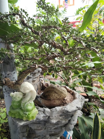 A close-up, eye-level outdoor shot captures a bonsai tree with intricately twisted branches and small green leaves, potted in a rough, textured grey pot. The pot sits on a rough stone-like structure. To the left of the pot, a jade-green figurine of a coiled snake holding a treasure bag is visible, alongside a white figurine, possibly of a dragon. The background is filled with lush green foliage and some indistinct structures, suggesting a garden or natural outdoor setting. The lighting is natural and diffused, indicating daytime. The scene is located in Phú Sơn, Vietnam.
