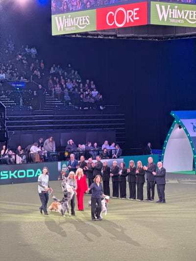 This image captures an award ceremony within an indoor arena, specifically the NEC Birmingham, located in the Metropolitan Borough of Solihull, United Kingdom. The foreground features a green artificial turf floor where four individuals, identified as dog handlers or winners, are presented with their dogs.
From left to right on the floor:
1. A woman in a grey long-sleeved shirt and dark pants holds a red leash attached to a tan and white dog that stands calmly.
2. A woman with blonde hair, wearing a leopard print top and dark pants, holds a silver trophy and a red leash attached to a grey-and-white dog that is standing on its hind legs.
3. Next to her, another blonde woman in a bright red suit holds a red leash for a second grey-and-white dog, also standing on its hind legs.
4. To the right, a fourth woman in a dark blue patterned top and dark pants holds a leash for a third grey-and-white dog, captured mid-jump.
Behind these individuals, a line of approximately 14 people, predominantly dressed in dark suits or formal wear, stand in a row. Many are clapping, indicative of officials or judges acknowledging the winners. One man in a light blue suit stands centrally within this group.
The arena's background displays tiered seating occupied by numerous spectators on both the left and right sides. Overhead, large advertising banners are visible, including "Whimzees Wellness" (green background) and "Wellness CORE" (red background). A "SKODA" banner is visible on the lower left wall, and a "Royal Canin" banner appears behind the line of officials. A decorative blue and white arched structure stands on the far right of the green floor. The scene is brightly illuminated on the floor, creating visible shadows, while the upper sections of the arena and the distant background are dim.