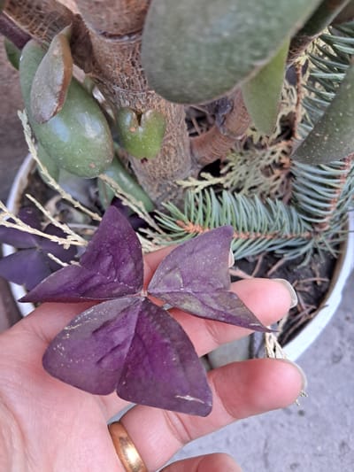 A close-up, high-angle shot captures a human hand gently holding several vibrant purple shamrock (Oxalis triangularis) leaves. The hand, adorned with a simple golden ring on one finger, is positioned slightly off-center to the right, showcasing the distinctive, butterfly-shaped foliage. The leaves display a rich purple hue with subtle lighter venation and some light dust or particles.
In the blurred background, a variety of other plants are visible, suggesting a diverse potted collection or garden bed. Green, plump succulent leaves are prominent on the left side of the frame, growing from a textured, reddish-brown stem or trunk. Behind these, sharp, green needles of a conifer branch, possibly spruce or fir, are discernible, extending from the upper left towards the center. A white pot rim is visible in the background, containing dark soil and some dried plant material.
The scene appears to be outdoors in natural daylight, with soft, even illumination. The activity depicted is a person interacting with and displaying the purple shamrock. The overall impression is one of appreciation for diverse plant life. No text is visible in the image. The location context is Gavar, Armenia.