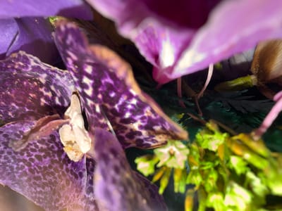 This close-up image, taken in Zvezditsa, Bulgaria, features a detailed view of a floral arrangement or plants. The primary subject is a vibrant purple flower, possibly an orchid or similar bloom, with prominent, intricate dark purple speckled patterns covering its petals. A small, textured white or creamy-white element, likely the flower's pistil or stamens, is visible at the center of this patterned purple bloom.

Above and to the upper right, a larger, lighter purple or pinkish petal from another flower is partially visible, appearing soft and out of focus, adding depth to the composition. In the lower right and extending into the background, blurred green elements, resembling small leaves, buds, or dried floral fillers, provide a contrasting texture and color. A dried, light brown, fibrous botanical component is also visible on the right side of the frame.

The image is a macro-style shot with a shallow depth of field, emphasizing the intricate patterns and textures of the central purple flower while softening the surrounding elements. No specific activity or event is depicted, and no people are visible. There is no visible text. The lighting appears soft, highlighting the rich colors and fine details of the flowers, suggesting an indoor arrangement or a carefully composed still life.