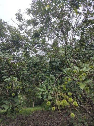In Tumpokperlak, Indonesia, an outdoor image captures a dense, mature rambutan tree laden with unripe green fruit. The tree's branches, covered in green foliage, extend towards a bright, overcast sky. The ground beneath the tree is carpeted with fallen leaves. The background reveals a pathway and lush vegetation, suggesting a tropical agricultural setting. No people are visible in the frame.