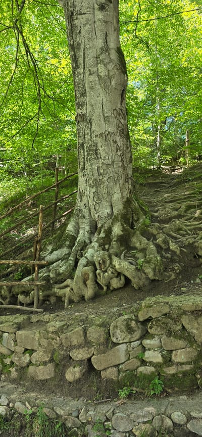 The image depicts a large tree with gnarled, exposed roots in a forest setting. The tree's trunk is thick and weathered, with moss growing on its bark. The ground around the base of the tree is covered in a dense network of roots, suggesting age and a challenging terrain. A rustic wooden fence runs along the hillside behind the tree. The background is filled with lush green foliage, indicating a dense forest. The ground in the foreground is partially lined with stones, creating a rough border. The scene appears to be a natural, outdoor environment. The location is stated to be in Babugent, Russia.