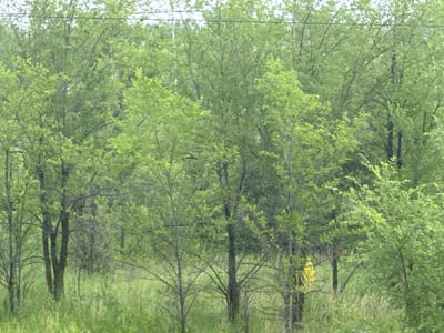 The image depicts a dense forest in Otradny, Russia, characterized by a multitude of trees with lush green foliage. The foreground is covered with tall, dry grass, suggesting a natural or semi-wild environment. The trees are varied in height and density, creating a layered effect that obscures the background. A few thin, dark tree trunks are visible amidst the greenery, indicating a healthy and mature forest. The lighting suggests an overcast day, as there are no strong shadows. A single cluster of bright yellow flowers stands out against the predominant green, adding a touch of color to the scene. The overall impression is one of natural serenity and abundance.