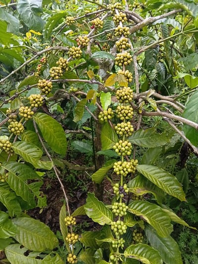 A coffee plant is depicted in a vertical medium shot, situated in Ulunaron, Indonesia. The plant's branches are heavily laden with numerous clusters of coffee cherries. The majority of the cherries are in various stages of immaturity, exhibiting colors ranging from light green to a yellowish-green. A few isolated cherries display a reddish hue, indicating a progression towards ripening. Large, ovate green leaves are abundant, some showing signs of minor insect damage or slight browning along the edges. The supporting branches are woody and irregular in texture. The background consists of dense, dark green foliage and undergrowth, with patches of visible soil and smaller ground plants, consistent with a cultivated or natural forest environment. No human or animal subjects are visible. The scene is illuminated by natural, diffused light.