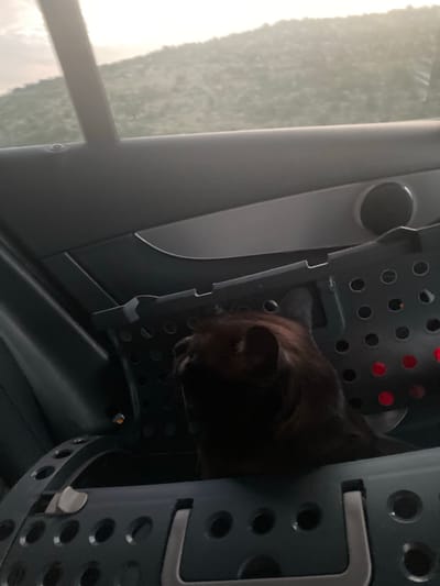 The image shows a dark-colored cat inside a pet carrier, viewed from the interior of a vehicle. The pet carrier is partially visible, with a perforated design. The cat's head and upper body are the most prominent features, with its fur appearing dark. The background shows a blurred landscape of hills and sky, suggesting the vehicle is in motion or parked in a rural area. The interior of the vehicle is dark and indistinct, with a speaker grille visible on the door panel. There is no indication of the location being the city of Donje Mrke, Montenegro.