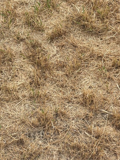 The image is a top-down, close-up, seamless texture of dry, light brown grass with scattered patches of green grass blades. The grass is matted and appears to be on the ground. There are no people or objects visible in the image. The environment appears to be outdoors, likely a lawn or field. The texture is characterized by the fine, straw-like appearance of the dried grass, intermingled with the slightly darker green of the new growth. The lighting suggests it is daytime.

The location of this image in Halle (Saale), Germany is not specified and cannot be determined from the visual information provided.