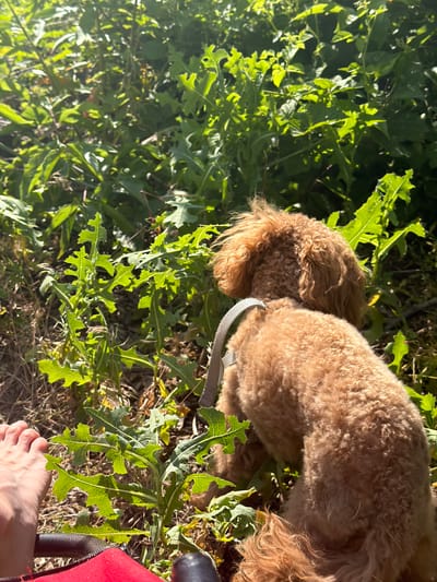 In Hlibivka, Ukraine, a brown poodle with a light grey collar is sniffing among green plants. The dog is facing away from the camera, its curly fur illuminated by sunlight filtering through the foliage. To the left, a bare foot with visible toes rests near some of the plants. The environment is overgrown with various green plants and dry grass, suggesting an outdoor, natural setting.