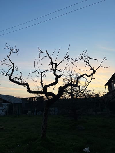 The image depicts an outdoor scene in Drinovo, Bulgaria, at twilight, characterized by a silhouetted foreground against a sunset or sunrise sky. The sky transitions from light blue at the zenith to pale orange and yellow hues near the horizon, with subtle cloud formations. Two thin, dark power lines traverse the upper left quadrant.
A prominent, bare deciduous tree, featuring a thick, gnarled trunk and extensive leafless branches, occupies the central and left foreground, casting a dark silhouette. Additional smaller, bare trees and dense shrubbery are visible behind it, also in silhouette.
To the left, a low-profile building with a corrugated metal roof is partially visible. Fencing is observed in the midground, encompassing a grassy area where a light-colored sheep is partially discernible behind a fence. To the far right, a segment of a multi-story dwelling is visible, featuring a dark roof, external walls, and an air conditioning unit mounted on the second floor. The foreground consists of dark green grass. A crumpled white plastic bag is situated on the grass in the lower right corner.