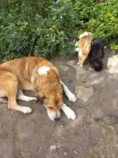In Akhaltskaro, Georgia, a tan and white dog lies on a dirt and gravel surface in the foreground, its head resting on its front paws. The dog exhibits a prominent white patch on its back and white paws, with a light muzzle. In the midground, to the right and slightly behind the dog, an orange and white cat stands with its back mostly to the viewer, its tail curved upwards. Adjacent to the orange cat on its right, a black cat is positioned with its head lowered, appearing to interact with or investigate the ground near dense green foliage. The background consists of vibrant green bushes with numerous small white or pale yellow flower buds. The ground surface shows variations in texture and color, consistent with an outdoor, unpaved or partially paved area. Sunlight illuminates the scene from an unseen source.