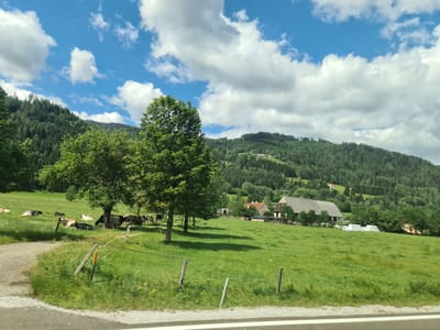 The image depicts a rural scene with a verdant green meadow in the foreground. In the distance, rolling hills covered in dense evergreen trees ascend towards a bright blue sky dotted with fluffy white clouds. A farmstead with a prominent wooden barn and several smaller buildings is nestled on the hillside. A herd of cows is scattered across the meadow, some grazing and others resting. A dirt path winds through the grass on the left side of the image. The overall impression is one of a serene, pastoral landscape, likely located in a mountainous region, consistent with the Austrian countryside.