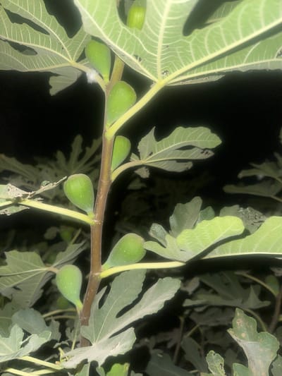 The image shows a close-up view of a fig tree branch with several developing green figs and large, lobed fig leaves. The figs are elongated and pear-shaped, with a lighter green hue and small white speckles. They are clustered along the branch, with some appearing closer to the viewer and others receding into the background. The leaves are a pale green, with prominent veins and a slightly fuzzy texture, and some show signs of damage with holes and ragged edges. The branch itself is dark brown and sturdy. The background is entirely dark, suggesting nighttime or a very shaded area. The overall impression is one of natural growth and ripening. The location is identified as Samarkand, Uzbekistan. There is no visible text in the image.