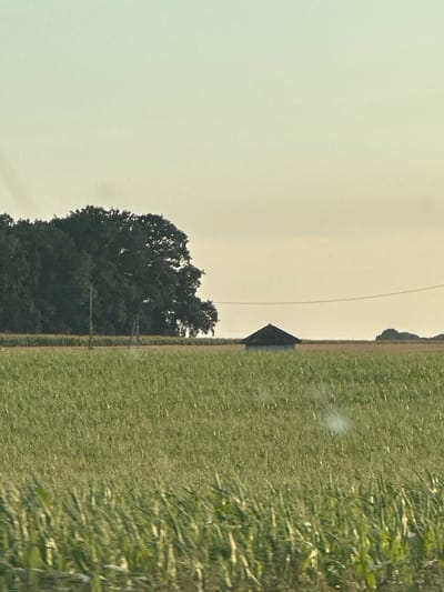 The image shows a rural landscape with a field of green crops in the foreground and a treeline with a small structure in the background. The sky is a pale yellow, suggesting either sunrise or sunset. The environment appears to be an agricultural area, possibly in the vicinity of Bolleville, France. The scene is serene and natural, with no signs of human activity or urban elements.