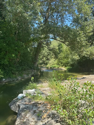 The image depicts a tranquil natural scene along a waterway, likely a river or stream, in the vicinity of Acqualagna, Italy. Dominating the composition are lush green trees with dense foliage, casting dappled shadows. The water, a murky green, flows gently, its surface reflecting the surrounding vegetation and the clear blue sky. Large, weathered rocks are scattered along the bank, some partially submerged in the water, providing a natural seating area. Patches of grass and small bushes grow in the crevices and on the rocky edges. The background reveals a dense forest covering rolling hills, suggesting a remote, undeveloped area. Sunlight streams through the leaves, illuminating the scene and creating a peaceful, almost idyllic atmosphere. There are no people or artificial structures visible, emphasizing the natural beauty of the location.