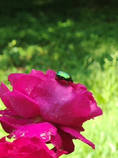 The image displays a metallic green beetle perched on a fuchsia-colored rose. The beetle, exhibiting iridescent properties, is positioned on an upper petal towards the right side of the rose. Multiple small water droplets are visible on the surface of the rose petals. The background consists of out-of-focus green foliage, indicative of an outdoor natural environment. The scene is illuminated by natural light in Tsarev Brod, Bulgaria.