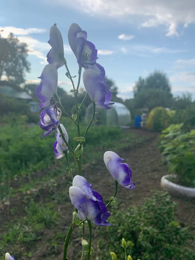 This image depicts a close-up of a flowering plant with bell-shaped, purple and white blossoms, likely Monkshood (Aconitum). The plant is in focus, with its stem and flowers prominently displayed. In the background, a rural or garden setting is visible, featuring a path, green foliage, and structures that appear to be greenhouses. The sky above is partly cloudy with a bright blue hue. The scene is set in Krestzy, Russia, as indicated by the provided location information. There are no people or specific interactions visible in the image. The overall impression is a natural outdoor environment with cultivated elements.