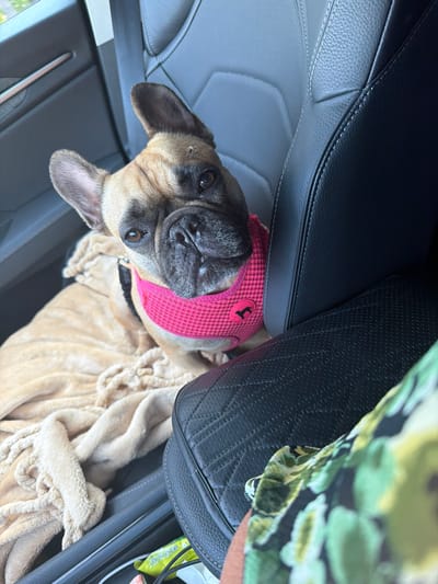 In Krustkalni, Latvia, a fawn-colored French Bulldog wearing a bright pink harness sits comfortably on a tan blanket in the passenger seat of a car. The dog's head is turned towards the camera, and its ears are perked. The interior of the car features black leather seats with white stitching. A portion of a person wearing a floral-patterned shirt is visible in the foreground on the right.