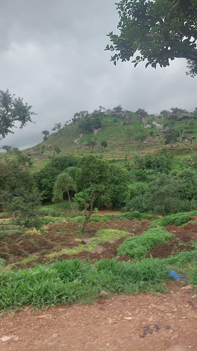 The image depicts a hilly, verdant landscape in Gidan Waya, Nigeria. The scene is characterized by a steep incline covered in lush green vegetation, interspersed with large grey rocks. Terraced areas, likely for agriculture, are visible on the hillside, with rows of plants or crops. A dirt path or road runs along the right side of the frame, with dense green grass growing along its edge. A piece of bright blue plastic is visible on the path, a small, man-made object contrasting with the natural environment.

The foliage is predominantly green, suggesting a time of growth, possibly after rainfall. The sky is overcast and grey, indicating a cloudy or possibly rainy day. The overall impression is one of a rural, natural setting, with signs of human cultivation. The image is oriented vertically, as if taken looking upwards at a steep angle or with the camera rotated. No people or animals are visible in the frame. The time of day is indeterminate due to the overcast conditions, but the light suggests it is daytime. There is no visible text in the image.