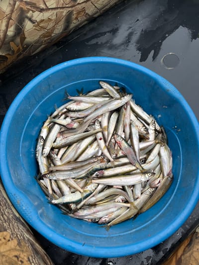 A close-up, overhead shot shows a bright blue plastic basin filled with a large quantity of small, silvery fish. The fish are packed tightly together, with their bodies angled in various directions, some with their heads facing upwards and others downwards. Their scales reflect the light, giving them a shimmering appearance. The basin is resting on a dark, textured surface that appears to be wet, with some scattered droplets. To the left of the basin, a section of camouflage fabric is visible, suggesting the setting might be outdoors, possibly in a boat or near a shoreline, with the dark surface being water or a boat's deck. The overall scene is one of a successful catch.