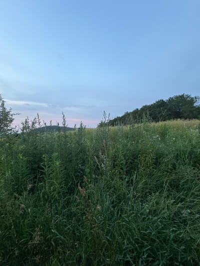 The image shows a natural landscape with a field of tall green grass and some wildflowers in the foreground. In the background, there is a tree line and a hill with what appear to be communication towers. The sky is a soft blue with some clouds, suggesting either early morning or late evening. The image was taken in Pavliv, Ukraine. There are no people or specific objects of interest other than the natural elements.