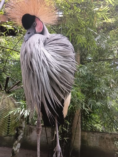 A grey crowned crane stands in a zoo enclosure with lush green bamboo trees in the background. The bird is positioned in the center of the frame, facing left with its head slightly tilted down. It has a striking appearance with a black head, a patch of pink skin on its face, and a golden crown of feathers. Its body is covered in long, wispy grey feathers that hang down like a curtain, partially obscuring its legs and feet. The enclosure appears to be outdoors, with a naturalistic setting that mimics the bird's habitat. The lighting suggests it is daytime, with sunlight filtering through the bamboo leaves. The image was taken at the Chiang Mai Zoo, located in Chang Phueak Subdistrict, Mueang Chiang Mai District, Chiang Mai Province, Thailand.