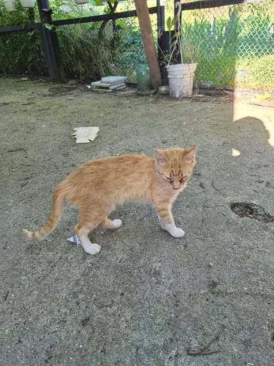 An orange tabby kitten with white paws stands on a concrete surface in a yard. The kitten is facing towards the right of the frame, with its eyes partially closed. The kitten has stripes on its legs and tail. A small piece of paper with the number "6602" is stuck to the kitten's left hind leg. The concrete surface is cracked and shows signs of wear. In the background, there is a green chain-link fence, foliage, and a white bucket. The scene appears to be outdoors in a somewhat unkempt setting. This location is identified as Merenii Noi, Moldova.