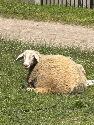 A sheep lies on a grassy area beside a dirt path. A black leash is attached to the sheep. The setting appears to be outdoors during daylight hours. The exact location and connection to Tsenovo, Bulgaria, is not visually ascertainable.
