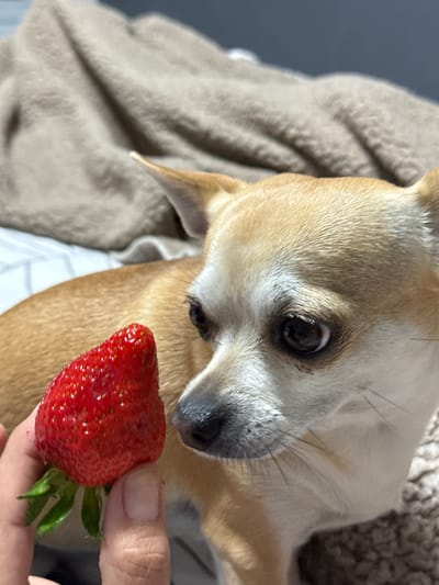 A small, light brown and white dog is captured in a close-up, eye-level shot, intently focusing on a red strawberry held by a human hand. The dog, possibly a Chihuahua mix, has large dark eyes fixed on the fruit, conveying a strong sense of curiosity and eager anticipation. Its fur is predominantly tan or light brown, with distinct white markings around its muzzle and under its eyes. Prominent whiskers frame its dark snout.
A single, vibrant red strawberry, complete with its green leafy calyx, is gently held by the thumb and forefinger of a person, positioned just in front of the dog's nose. The dog's head is tilted slightly, enhancing its focused gaze towards the potential treat.
The setting appears to be indoors, with a soft, textured beige blanket or fabric draped in the background and partially beneath the dog. A blurred, dark gray or blue surface is visible further in the background on the left, possibly a wall. The overall scene suggests a gentle interaction between a pet and its owner, likely during a moment of offering or sharing. No text is visible in the image. This moment is taking place in Ralevo, Bulgaria.