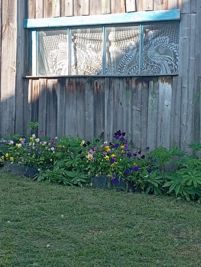 This is a medium-shot, eye-level, outdoor photograph taken in Novokopylovo, Russia. The scene depicts a rustic wooden wall with a window. The window has lace curtains and is framed by a light blue painted wooden trim. In front of the wall, there is a flowerbed filled with a variety of colorful pansies in shades of purple, yellow, and white, interspersed with green foliage. The flowerbed appears to be contained by old tires. The foreground is covered with green grass. The lighting suggests it is daytime, with shadows cast from the top of the wall onto the wooden planks below.