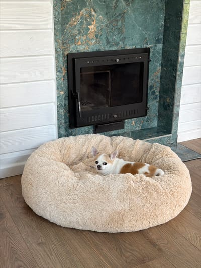 A small tan and white Chihuahua dog is lying on a large, fluffy, beige dog bed positioned on a wooden floor. The dog bed is in front of a fireplace with a black metal insert set into a wall of green marble with gold veining. To the left of the fireplace is a wall clad in horizontal white wooden planks. The image appears to be taken indoors, likely in a residential setting. The location is specified as Борисьево Днп, Russia.