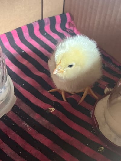 A fluffy, yellow chick is the central subject of this overhead shot, nestled on a black and pink striped fabric. The chick's downy feathers are soft and inviting, and its small black eye is clearly visible. Its beak, a pale yellow, is slightly open, giving the impression that it might be about to chirp. The chick's tiny feet, also yellow, are splayed out on the fabric, with visible toes.

The striped fabric appears to be some sort of bedding or blanket, providing a soft base for the chick. The stripes themselves are thick and run diagonally across the frame. There are a few small specks of what appear to be food or debris scattered on the fabric, suggesting the chick has been eating.

In the background, a sliver of a wooden surface is visible to the left of the chick, possibly the side of a box or enclosure. To the upper right, a portion of a metallic object, perhaps a food or water dish, can be seen. The lighting suggests an indoor setting, likely during daylight hours. No text is visible in the image. The overall impression is one of a cozy, peaceful moment with a young, vulnerable creature.