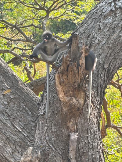 Two gray monkeys are perched on a large tree branch. One monkey hangs upside down, gripping the branch with its hands and feet, with its tail straight. The other monkey is sitting above the first monkey on the branch with its tail extended straight back. The tree has thick, textured bark. The leaves are visible in the background.