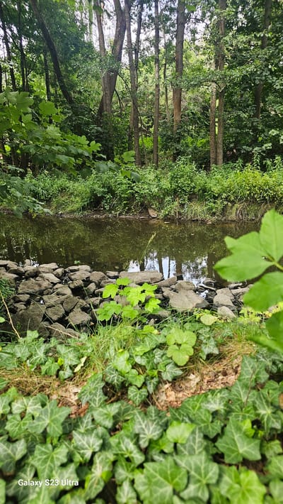 A forest scene with a creek, located in Schleiz, Germany, is depicted. The creek, with its surface reflecting the surrounding trees, flows from left to right across the mid-section of the image. The bank of the creek is lined with rocks. Lush green foliage, including ivy and grasses, covers the foreground. Tall trees with dense green leaves form the backdrop, creating a shaded environment. The image appears to be taken in daylight, with the sun filtering through the trees. There are no people or animals visible in the scene. The overall impression is of a natural, serene landscape.
