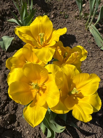 A high-angle close-up shot captures a cluster of yellow tulip flowers in bloom. The flowers are in various stages of opening, some fully expanded and others still partially closed. Green leaves emerge from the base of the flowers and around them. The tulips are set against a background of dark, dry soil. The scene is lit by natural sunlight, casting shadows on the petals and the ground. The image appears to be taken in a garden or flowerbed. The location is Balezino, Russia.
