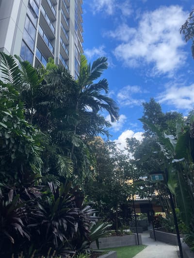 The image shows a view looking upwards towards a modern high-rise building, partially obscured by lush tropical vegetation. In the foreground, dark purple foliage plants are prominent, with large palm fronds and other green leaves overhead. The building, likely residential or commercial, features a facade with multiple floors of windows and balconies, appearing light in color. The sky above is a bright blue with scattered white clouds.
To the right, a paved walkway leads into an area with more greenery and a covered structure. A green exit sign with a running figure is visible on a pole amidst the trees, indicating an emergency exit route. The overall environment suggests a well-maintained urban space, possibly a courtyard or garden area within a city.
While the image does not contain explicit markers of its exact location, the combination of tropical foliage and modern high-rise architecture is common in many urban centers in Queensland, Australia. Specifically, the style of the building and the prevalence of tropical landscaping are highly characteristic of Brisbane. The "FILHG RE" text visible on a sign in the background could be part of an address or building name, but without further context, it is unidentifiable. There are no people visible in the image.