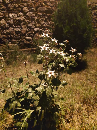 In Panjakent, Tajikistan, a cluster of wilted white flowers with prominent brown centers are in the foreground, their delicate petals curled and faded. The flowers are attached to a plant with lush green leaves, its stems reaching upwards. Behind the flowers, a textured stone wall forms a backdrop. To the right of the wall, a dark green, conical tree stands tall. The ground beneath the plant and around the wall is covered in dry grass and straw, illuminated by what appears to be artificial light, casting shadows and highlighting the scene. The overall impression is one of a garden or outdoor space at night.