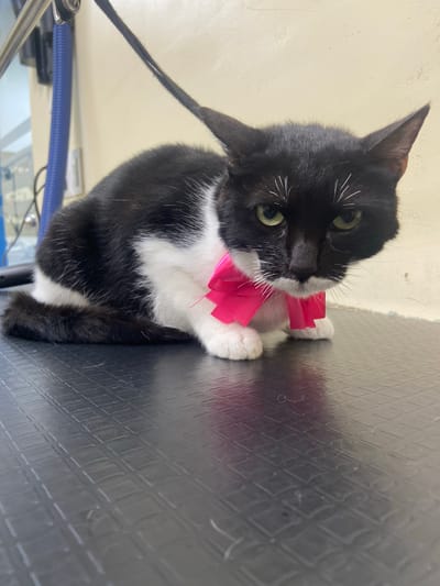 A black and white cat, adorned with a bright pink bow, is the central subject of the image. The cat has mostly black fur, with distinct white markings on its chest, paws, and around its muzzle. Its eyes are a striking green or yellowish-green, and it looks directly at the viewer with a calm, attentive expression. The pink bow, made of a shiny, ribbon-like material, is prominently tied around its neck, resting on its white chest fur.

The cat is lying down on a dark gray or black textured surface, which appears to be a mat or table. This surface features a repeating diamond-shaped pattern. The background on the right side of the image is a light, neutral color, possibly an off-white or cream wall or floor. In the upper right corner, parts of what appear to be grooming equipment are visible, including a blue corrugated hose and some metallic structures, suggesting an indoor setting like a pet salon or veterinary office.

The lighting is bright and even, indicating an indoor environment likely illuminated by artificial light. The cat's pose and the presence of the bow suggest it may have recently been groomed. There is no visible text in the image. The scene captures a well-cared-for pet in a professional or domestic setting.