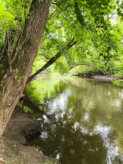 The image displays a natural riparian environment in Wolfisheim, France. A calm, dark green body of water, consistent with a river or stream, flows from the mid-ground towards the foreground, occupying the lower and right portions of the frame. On the immediate left, a section of the bank consists of dark, exposed soil and sparse green grass. Dominating the left side is the large, textured trunk of a mature tree, angled slightly towards the water. Its branches, along with those from other trees on both banks, form a dense overhead canopy of vibrant green deciduous leaves, which are vividly reflected on the water's surface, interspersed with patches of reflected sky. The far bank is densely covered with lush green foliage. No human figures or man-made objects are present in the scene.