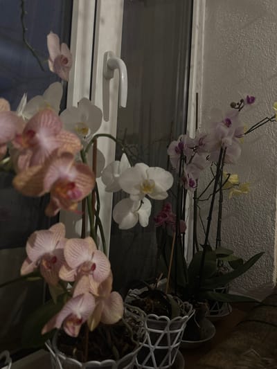 This image depicts an indoor scene in Delchevo, Bulgaria, focusing on a collection of potted orchid plants positioned by a window. The environment is dimly lit, suggesting evening or night.
The primary subjects are multiple Phalaenopsis orchid plants. In the foreground, a cluster of peachy-pink orchids with subtle striping is visible, planted in a white decorative pot with a geometric lattice pattern. Exposed roots and a bark-like potting medium are evident. To the left, a single light pink orchid bloom hangs against the window pane. Further back and to the right, several white orchids with yellow centers are present, some supported by thin stakes. Adjacent to these are light purple-pink orchids with darker purple inner markings. Partially visible on the far right are a few yellow orchid blooms.
The orchids are arranged on a horizontal surface, likely a windowsill or shelf, portions of which are visible. Several white decorative pots and saucers are visible beneath the plants.
A prominent feature in the background is a white PVC window frame with a single white handle on the right mullion, oriented vertically. The window glass reflects interior light, and faint vertical lines are visible through the glass, suggesting elements outside or reflections. To the right of the window, a light-colored, textured wall (likely plaster) is visible. There are no people or discernible actions within the frame.